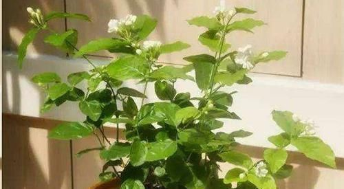 蓝妖|这10种花超级怕冷,再不搬进屋,小心只剩下盆了