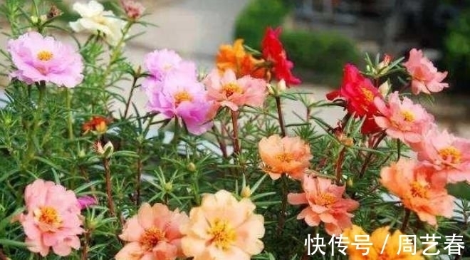 家有庭院就养“此花”,花期长达300天,好养又漂亮