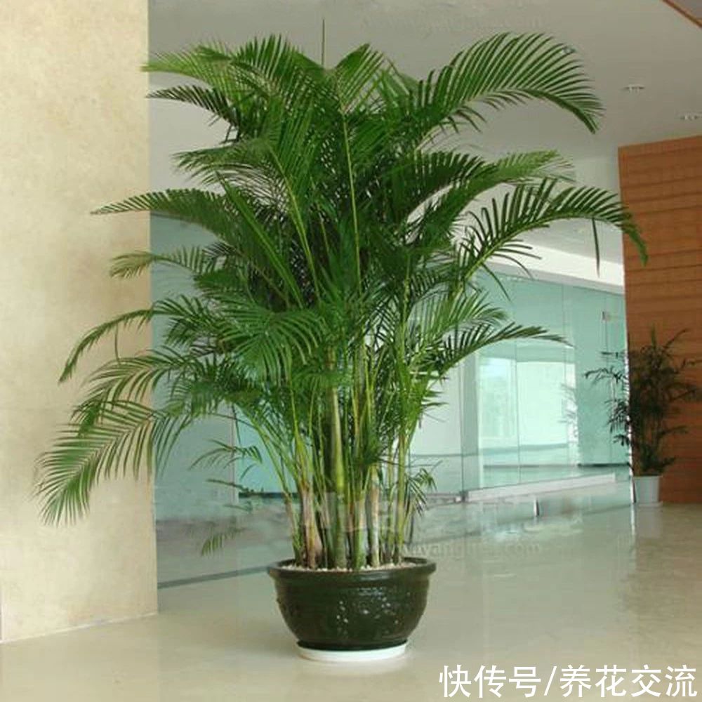 颗粒物|7种可以吸附室内灰尘和颗粒物的绿色观叶植物,可以多养几盆