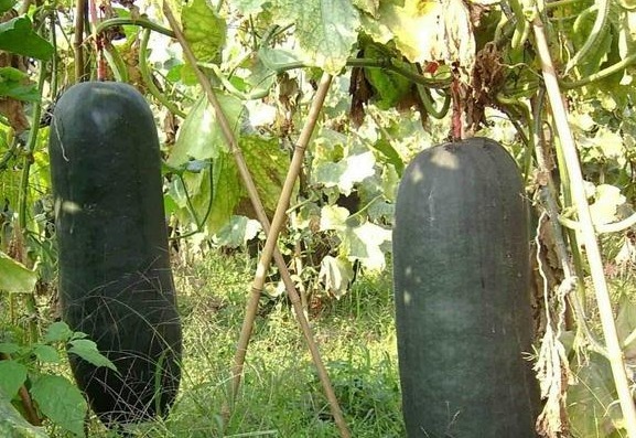 冬瓜|老妈每天用冬瓜熬水喝，坚持一个月后，身体发生了这样的变化！