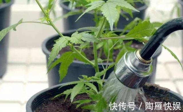根系|养花别光注意水、肥、光了,多小心2点,选对花盆事半功倍