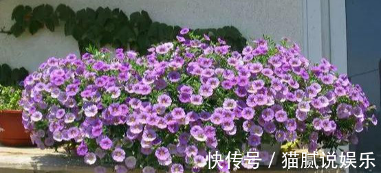 这9种花园,随便1个都美上天了,有一种这辈子就满足了!