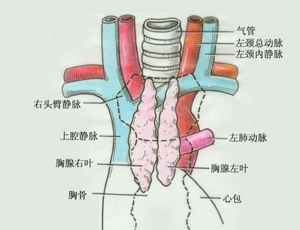 德州市|德州市第二人民医院成功实施超声引导下胰腺、纵膈穿刺活检术