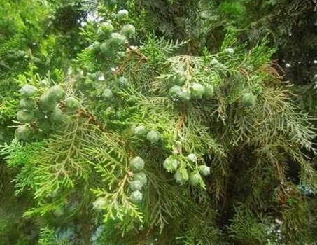 阴虚盗汗|此物是白发变黑的神器，农村人却把它当柴烧，别浪费了