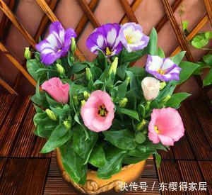 5种一次性花,好看好养开不久,年年开花年年养!