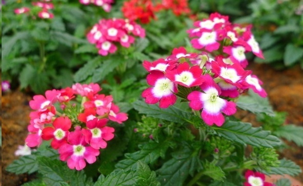 风信子|这18种超级好养的植物，养花新手也能养的很好!