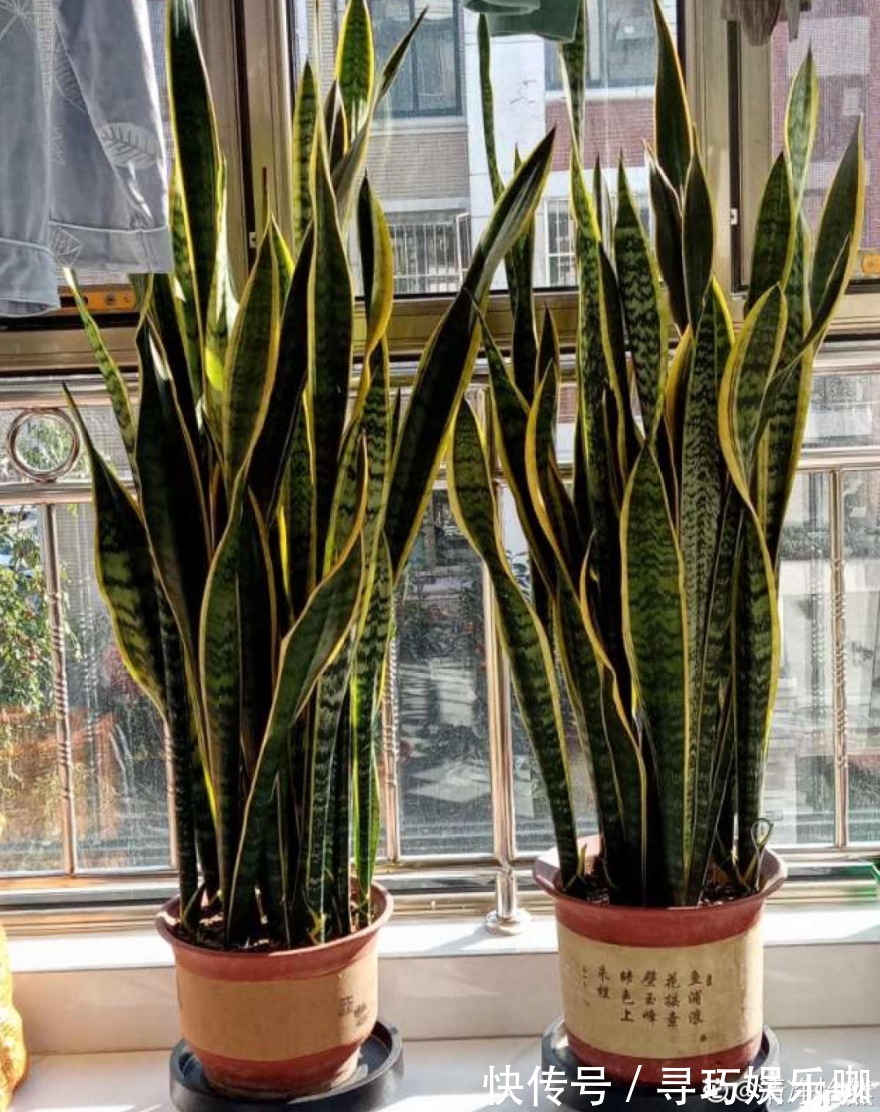 9种花特怕冷,低温浇水容易冻死,夜晚套袋子保暖