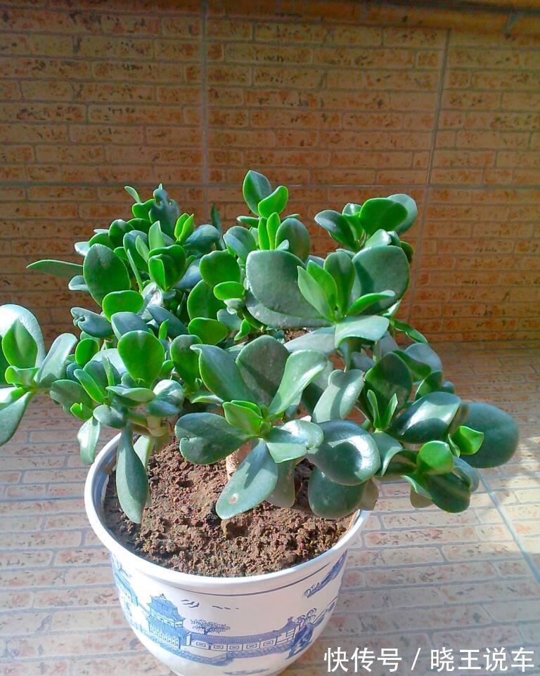 玉树|养花试试这几款,平时多通风,建议花友们用排水性好的土壤为宜