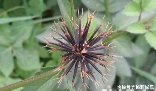 因果實原因,常被拔掉,殊不知此為“鬼見愁”,極為珍貴