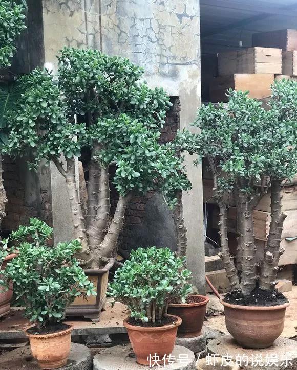 寿命长的“3种花”，最喜欢用小盆栽种，盆越“小”长得越好