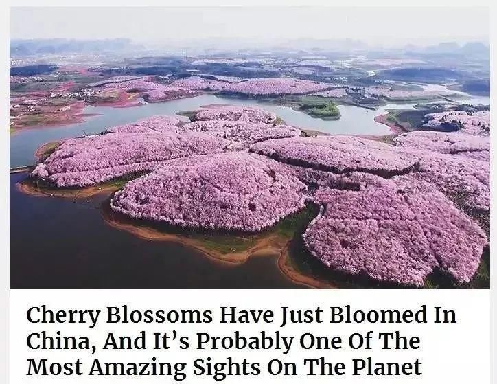不输武汉，美过日本！全球最大的樱花基地竟在中国，还免费！此生必去...