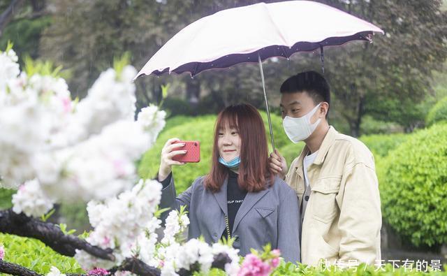 春雨碧桃花别样妖娆