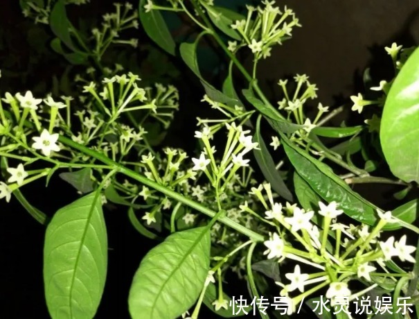 5种花卉“别乱养”,香气“有毒”,放在卧室并不好,别疏忽!