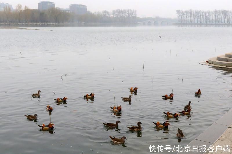 惊蛰春色萌动，玉渊潭湖面上“水上精灵”游得欢