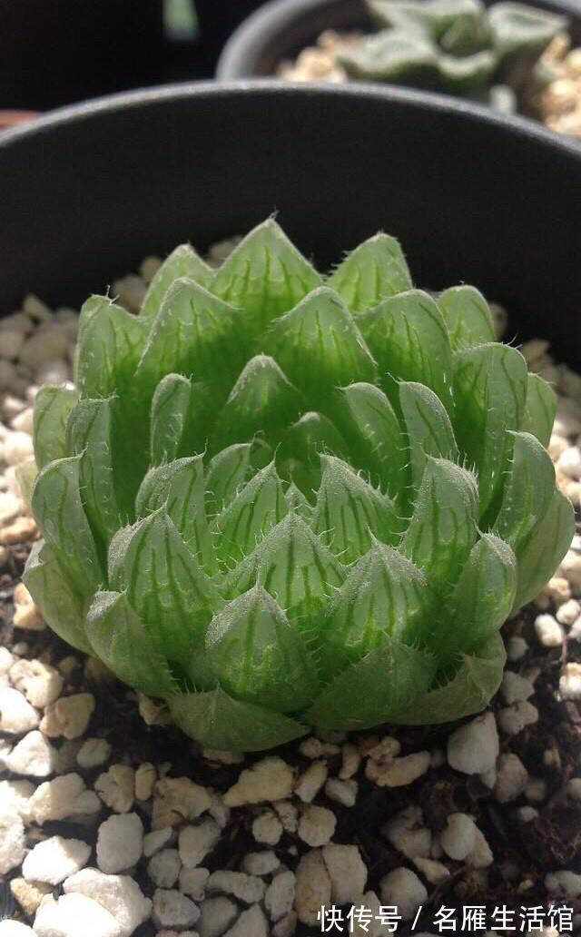 这些不喜欢阳光的多肉,养在办公室最合适了