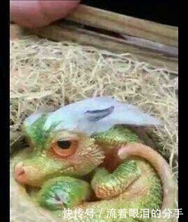 收下|某鱼上的这些沙雕卖家,请收下我的膝盖