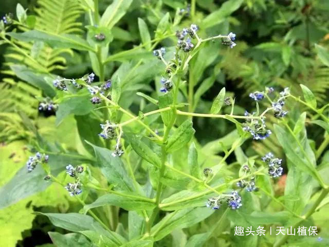 疥疮|农村一种野草,过去民间用它治疥疮,现在用来泡茶,20元一斤