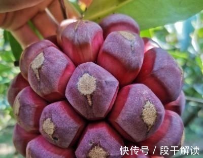 野果子|这野果长相奇奇怪怪,里面的果肉却是香甜可口,好吃易养活!