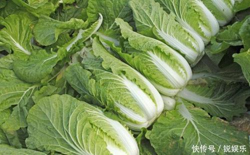挑选大白菜，挑深绿叶还是浅绿叶小贩教你4点，买到好白菜！