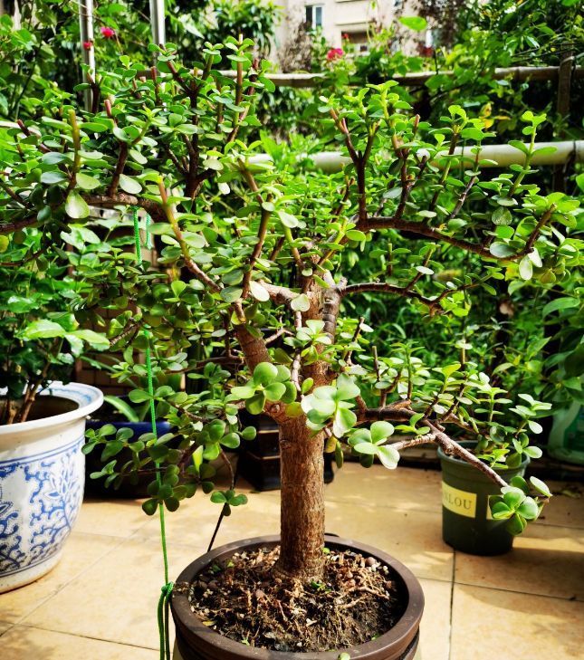需要“干养”的花几种花,不怎么喜水,否则全都烂根了
