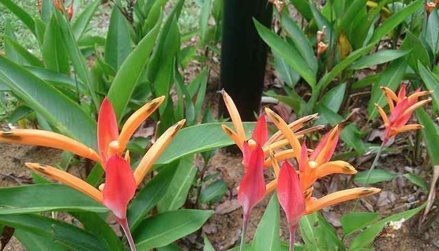 波斯菊|据说,这是世界上“最稀有”的10种花,赶紧瞧瞧也没有你认识的