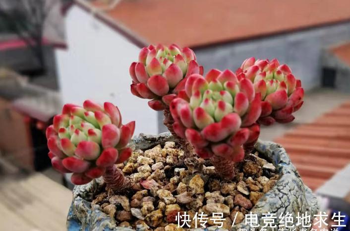 多肉红蜻蜓和蓝精灵,一个带暗纹,一个平时丑,出状态则“封神”