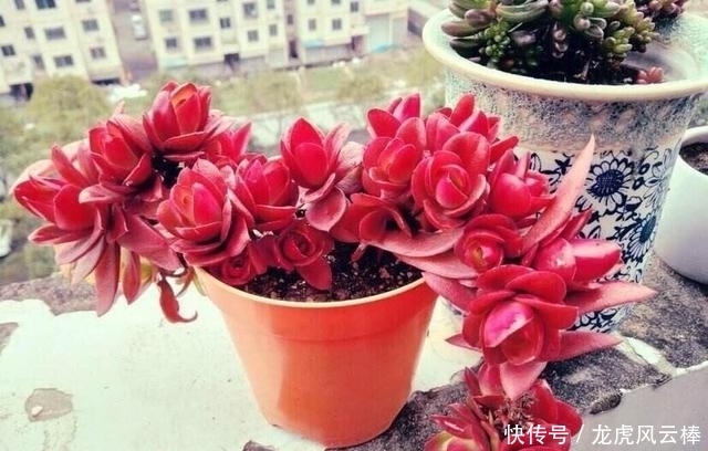 好处|养好多肉植物这些必浇水不能少,间歇水好处最多