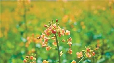 油菜花|油菜花+红花萝卜=彩虹花海