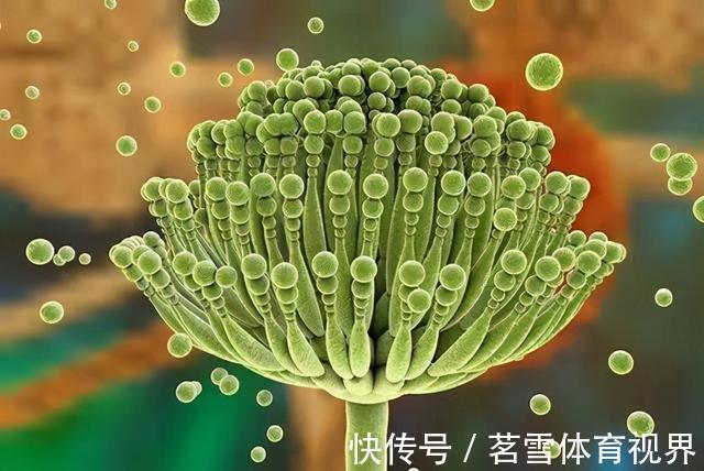 食物|黄曲霉素是身边最强致癌物,这4种食物中含量较多,你家厨房有吗