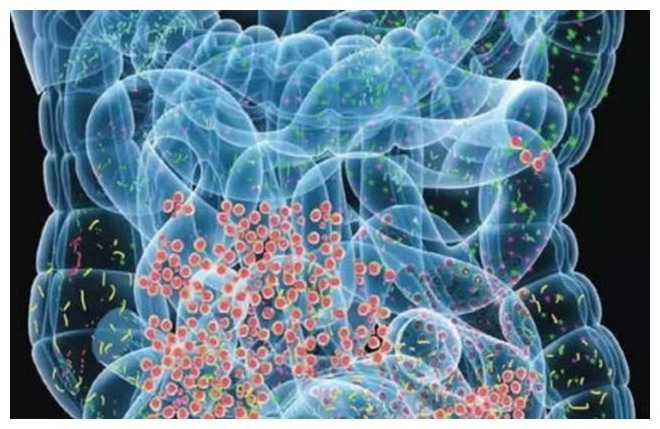 天然|“天然化栓王”被发现了,每天吃上几颗,可能会清肠道、降血栓