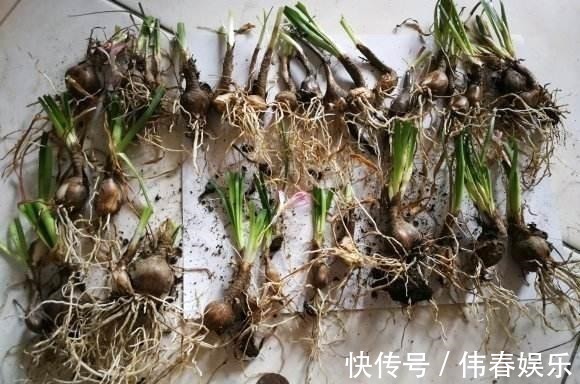 妖艳|泼辣的“胖美人”10块钱买“一堆”,狂风暴雨后,妖艳花满地