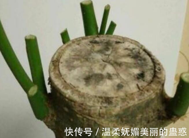 绿萝|此5种花,把“叶子全剪掉”重新养护,2个月轻松爆盆!