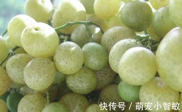 黄皮|广西珍果——山黄皮，岭南美食中最独特的味道