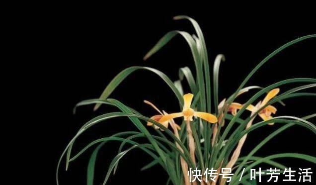 根系|花盆里埋点“它”，不烂根，不黄叶，杀菌消毒还透气，根壮花还旺