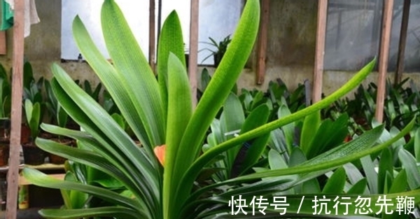 4个养花好介质,便宜又实用,盆栽什么植物都能用