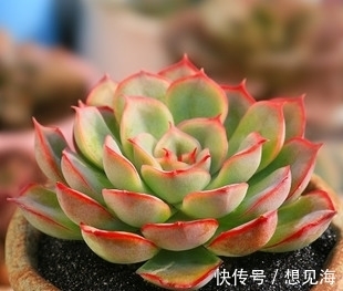 阳台也能养出漂亮多肉,这5款莲座肉肉,好养又省心,新手放心养