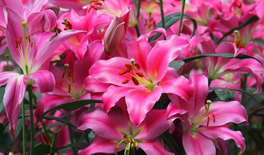 盘点5种“长寿花”，能养很多年，越长越旺盛，开花漂亮还吉利