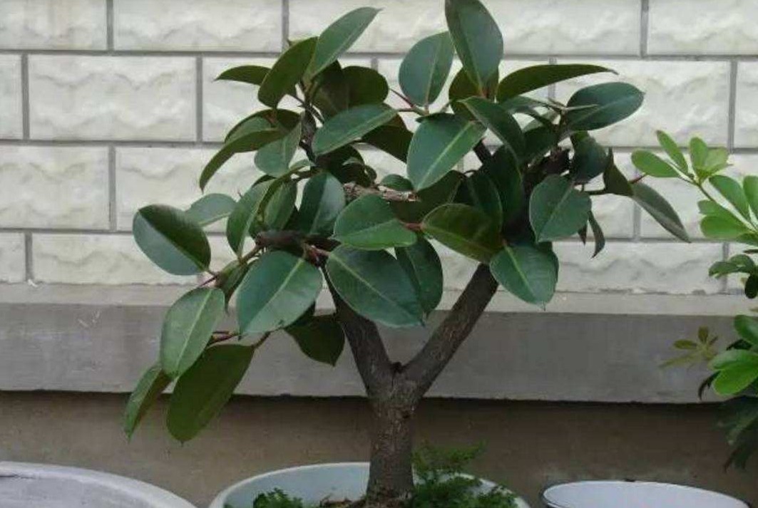 客厅再小也要养的“镇宅树”,随便养一株,下半年招财行大运!