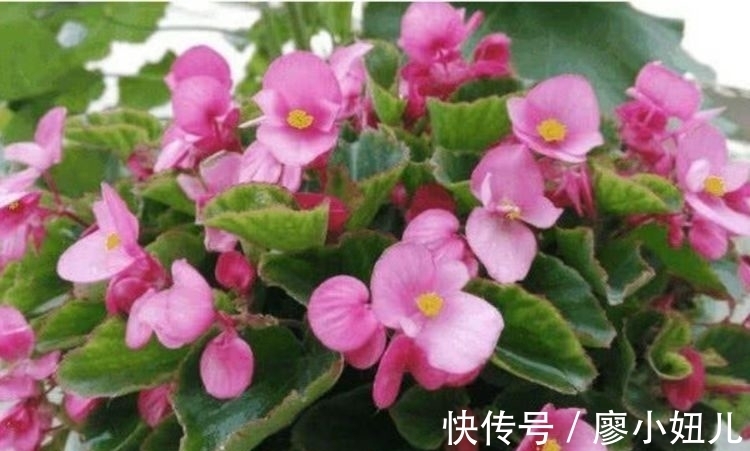 莺萝|4种堪称开花王,一开就是300多天,每天都有漂亮花赏