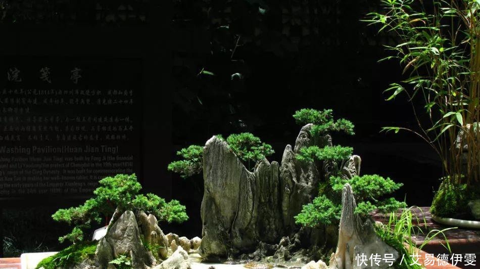 大爷用石头来养花,越养越值钱,有人出1000块也不卖!