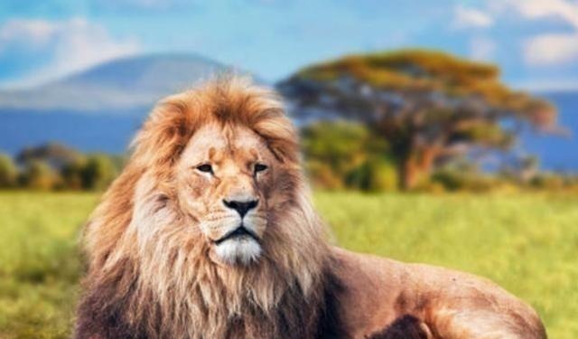 莽原#为何鲁迅说:猛兽总是独行,牛羊才成群结队?其深层含义少有人知