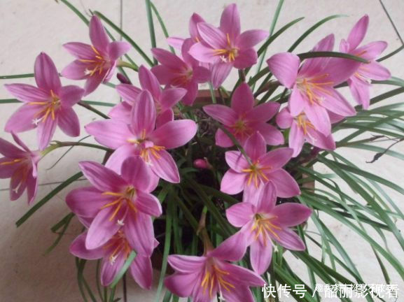 风雨兰|几种花养家里，福旺运旺财更旺，花开不断，还能旺财！