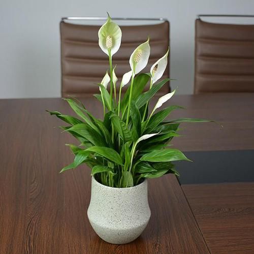 家里采光差,还想养花?5种“耐阴花”,不见太阳,也能四季开花