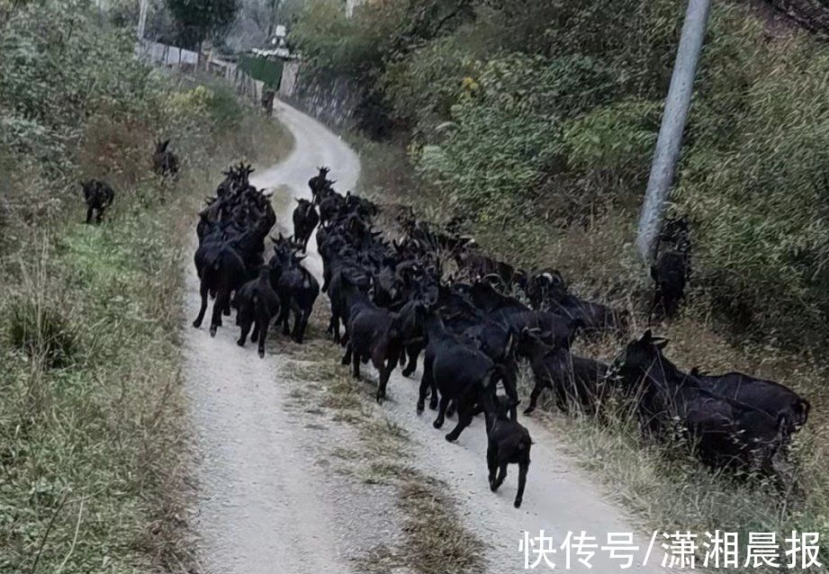 黑山羊|长沙老人养羊为妻治病却遇车祸去世，儿子想卖羊为母筹款