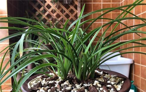 根系|开春兰花“饿得慌”,3个技巧补一补,侧芽花苞一起长!