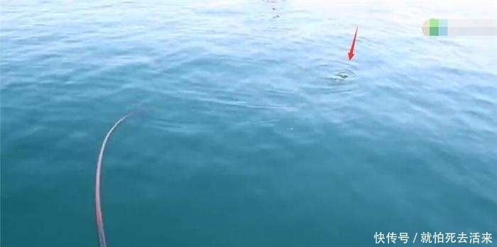 白白的粉条以为钓不到鱼, 扔下水一会儿, 水面有动静了