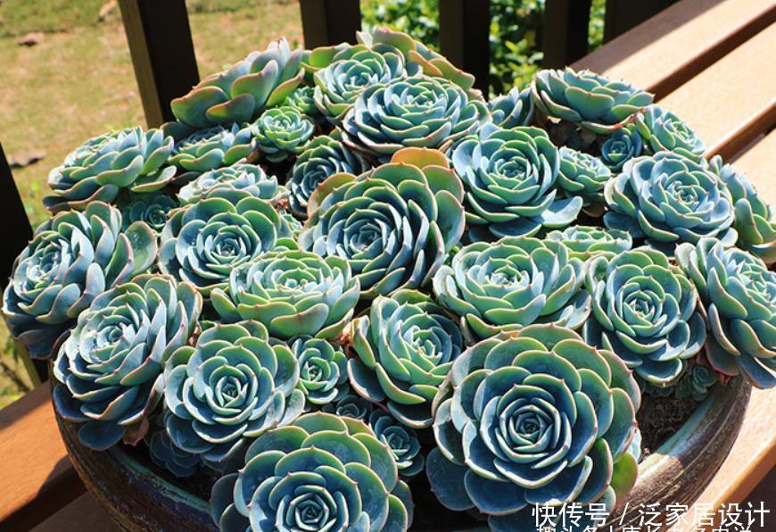 多肉|想给多肉玉蝶摘心?养护方向跑偏了,先将它养活还愁它不爆盆?