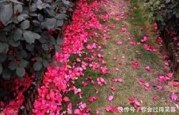 李商隐描写落花的两首诗,演绎生活精彩,满溢人间真情