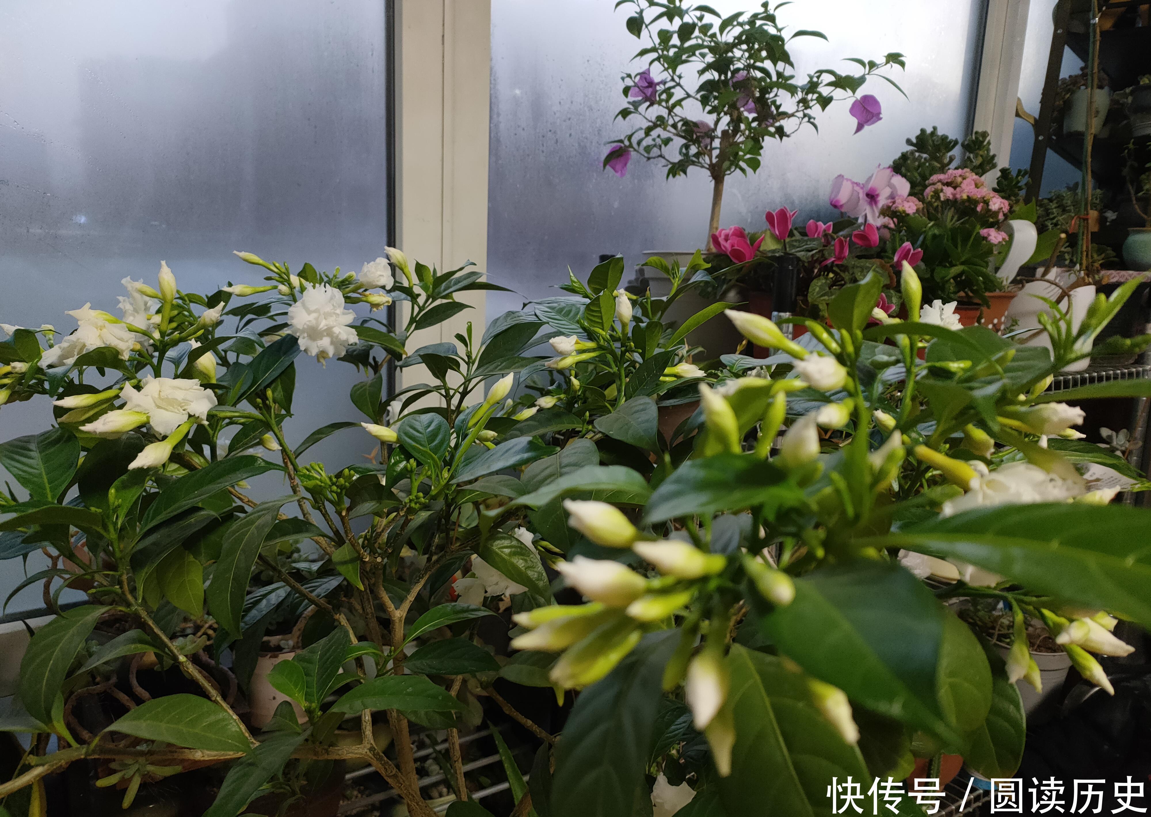 4种生命力顽强的植物，“见”土就活，给点阳光，植株旺盛开花多