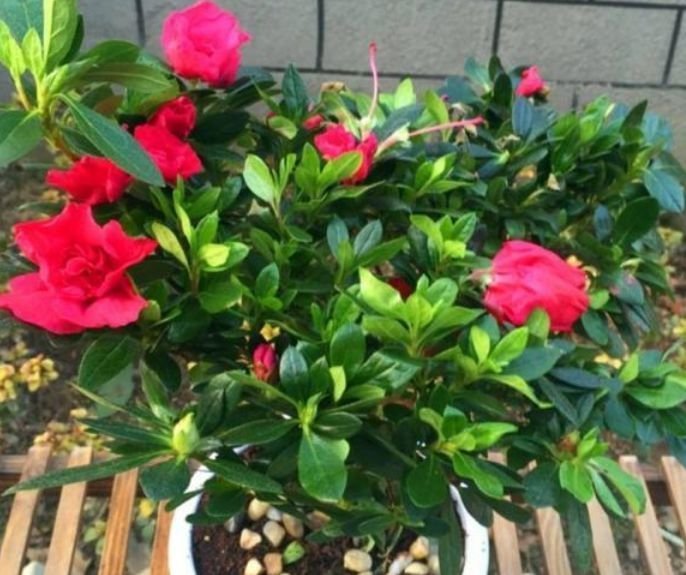 生长发育|3种花适合新手养，不用费心，开花像瀑布，花期长，花量还很大